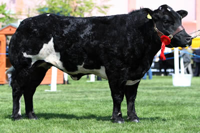 Clougher Wilma owned by Zara Chestnutt, Bushmills was the Reserve Supreme Champion and Reserve Female Champion