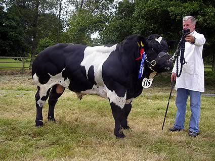 James Annett with Snowy Ridge D.J. who took 1st Place in the Senior Bull Section