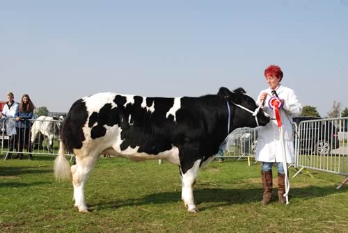 Cow Class Winner from J & W Laight