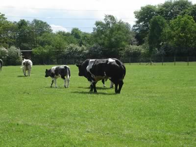 Farm Walk with the Cromwell Herd