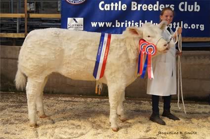 North West Club Champion Calf 2011