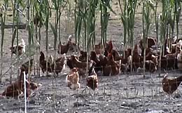 Hens at Hazelwood