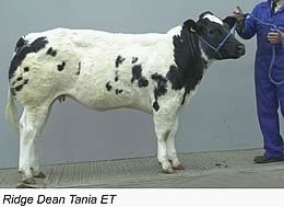 Ridge Dean Tania