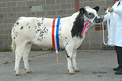 Champion Crodssbred