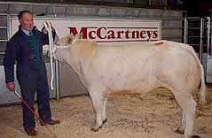 Belgian Blue X Champion