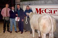 Belgian Blue Presentation