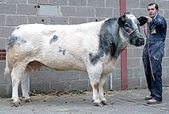 Tamhormn Oriana