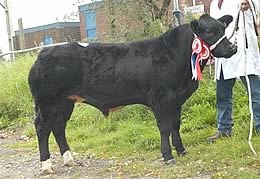 Champion Commercial steer from Frank Page took 1700gns in the ring. Another Tamhorn Ringmaster sired calf.  