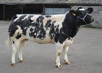Blue cow belgium Belgian Blue