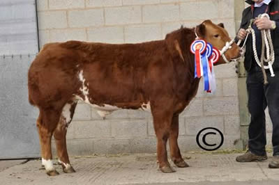 Champion Steer