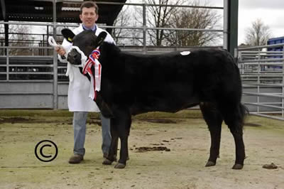 Champion Heifer