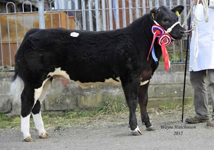 Frank Page, Commercial Champion, sold to the judge, Julie Fontain for £3600