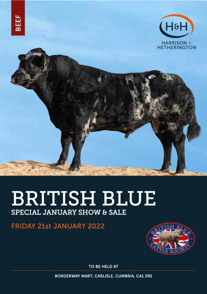 British Blue Society Special January Sale of 52 Pedigree British Blue Bulls and Females