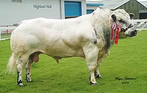Champion Belgian Blue at the National Show, held within Beef Expo 2004, was Wilodge Ulex, from Bart & Christine Williams.