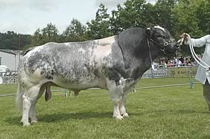 Reserve Champion Belgian Blue at the Royal Welsh Show was Threeways Superstar from Barber, Brindley and Smith