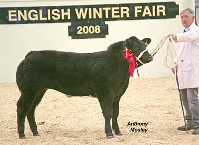 Baby Beef Champion with Jim Courts