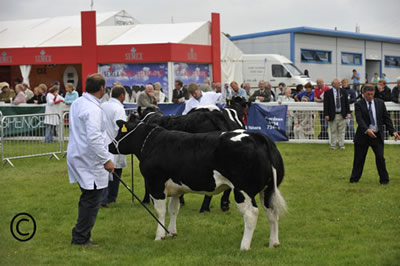 Jim Barber judging the cattle