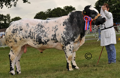 Black and Blue Diesel - Male Junior and Reserve Overall MAle Champion