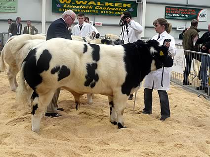 A&CS Comrie  - Stonebyers Earl (13/11/09) sire Norbreck Black Beauty  - Won 1st Prize Bull class41