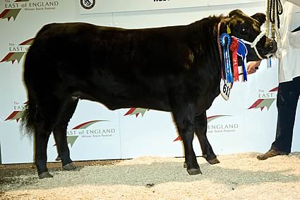 The reserve overall champion and the reserve heifer champion from this year’s East of England Winter Stock Festival, which hosted the Smithfield Championships, was the 618kg Lady Big Bucks from Lincolnshire-based Phil and Sharon Sellers. This one is a British Blue cross bred by the Richardson family at Ghyll House, Cumbria, and was supreme champion at last month’s Countryside Live, Harrogate. She is by Auchenlay Vagabond and cost some £8000 in the spring of this year when bought at Penrith.