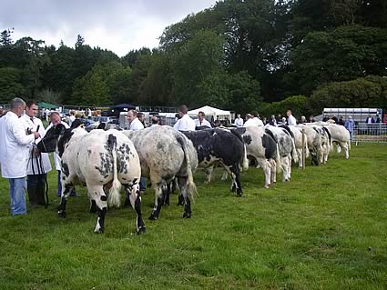 Line up of Junior Bulls at Castlewellan