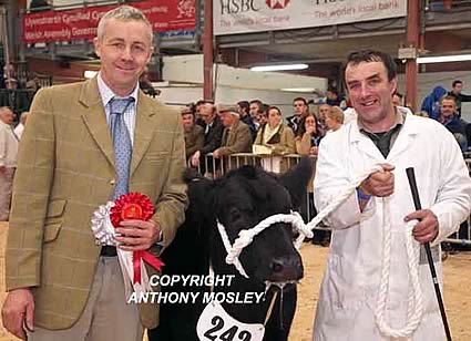 Champion Steer Sired by a British Blue was D Huw Jones’ 8 month old steer ‘Wally’, pictured here with the judge