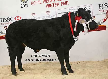 British Blue Champion was JEL & CS Morgan’s 12 month old steer ‘Matt Black’