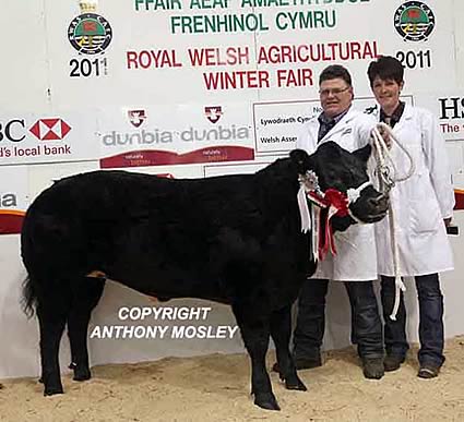 Baby Beef Champion was Dylan Hughes’ 9 month old British Blue sired heifer ‘Miss 2011’
