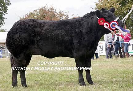 British Blue sired steer, ‘Will I Am’, exhibited by T Jones, claimed Champion Steer and Reserve Supreme Champion. (Wt 445Kgs.)