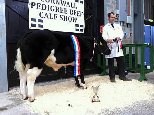 British Blue Breed Champion, Newpole Kevin, with Phil White of Newpole Livestock
