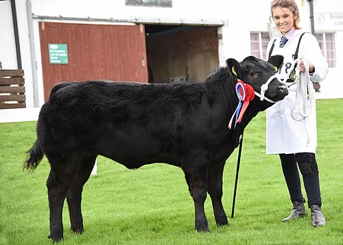 Baby Beef Champion – Americano from Lawson & Wilkinson