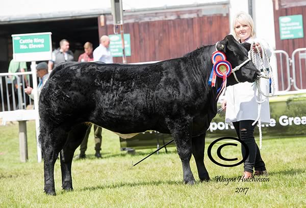 Overall commercial champion from M/s Mellin & Cropper, sired by British Blue bull