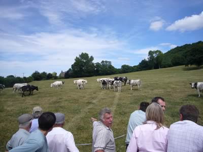 South West British Blue Club Farm Walk
