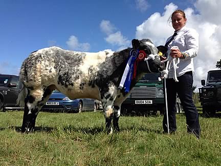 Stoneleigh Abigail, Reserve Champion Commercial at Woolsery Show