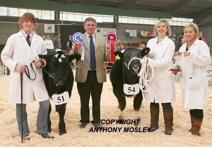Presentation by judge Jim Barber to Pedigree British Blue Champion and Reserve.  L to R:  Pip Turner from Newpole British Blues with Reserve Champion ‘Newpole Harlequin’ (heifer born 06.01.2012), Jim Barber, Champion ‘Celtic Blues Heleboros’ (bull born 11.05.2012) with Tracy and Sarah Penellum.