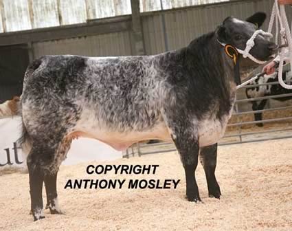Commercial Reserve Champion, Michael Kirby’s British Blue sired heifer ‘Stilton’ (born 23.10.2011)
