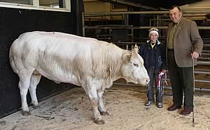 Belgian Blue Champion