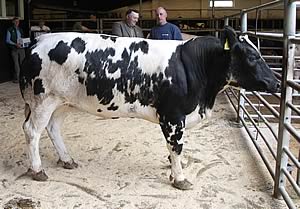 Belgian Blue Reserve Champion