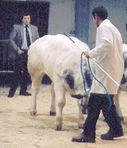 Rhys Jenkins judging