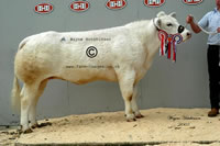 Annanwater Vixen - 5500gns