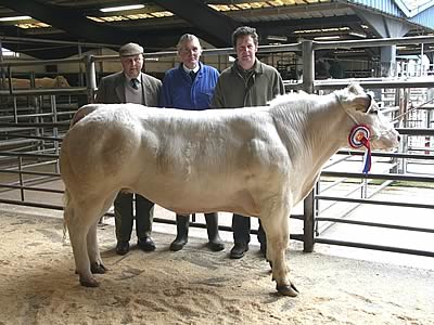 Champion Belgian Blue, a heifer shown by Mr J Crichton of Loughrigg, Egremont.