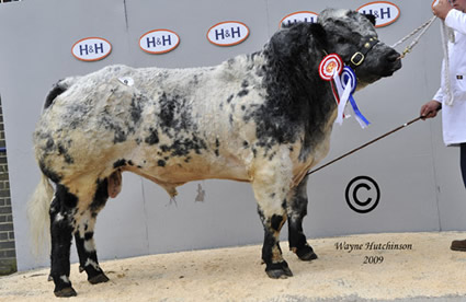 Crackley Bank Cannon Reserve Overall Male & Reserve Supreme Champion from Paul Walker. Sold for 9,000gns.