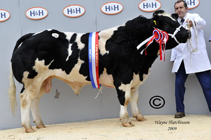 Ballyhossett Duke Overall Male & Supreme Champion from Jason & Jennifer Edgar, N.Ireland.  Sold for top price at 10,500gns