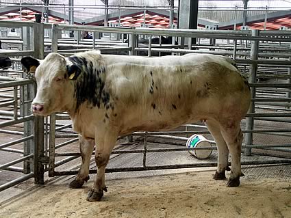 Reserve champion and 1st prize heifer consigned by Messrs RW & G Dickinson, High Knipe