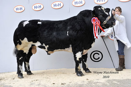 Champion - Black n Blue Emperor - 5400gns