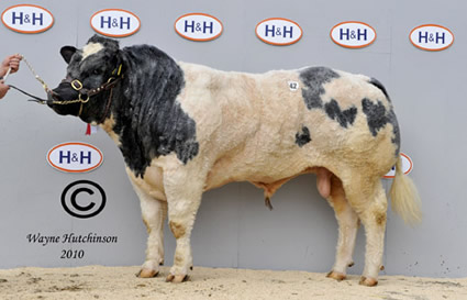 Harestone Excalibre - 6900gns