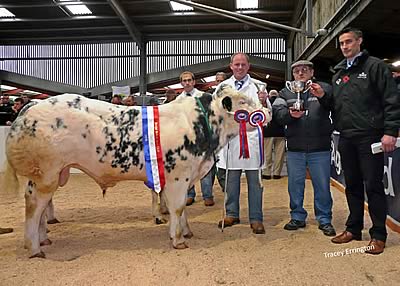 Champion Calf : NORBRECK FERGUS