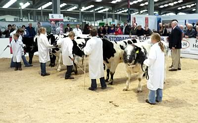 Judging the Young Handler Class