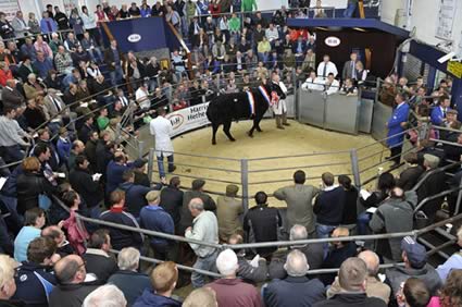 Champion in the sale ring