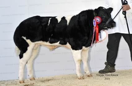 Sharplaw Gamble - Champion male and Res Overall British Blue calf